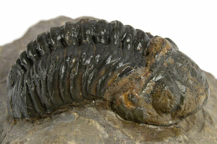 Bargain, Reedops Trilobite - Atchana, Morocco #310644